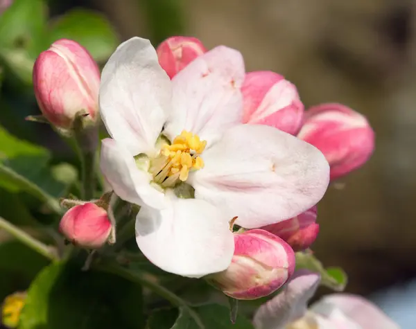 Flor de árvore de maçã — Fotografia de Stock