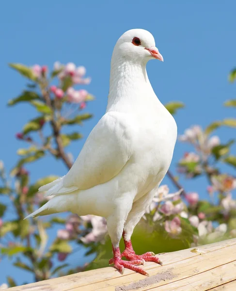 Een witte duif op bloeiende achtergrond — Stockfoto