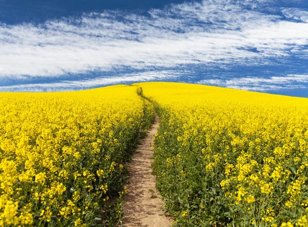 Campo de colza com estrada rural e bela nuvem — Fotografia de Stock