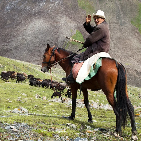 Stockrider 与阿拉伊山在牧场上的羊群 — 图库照片