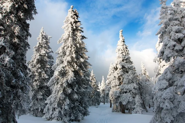 Bela vista invernal de madeira nevada em montanhas — Fotografia de Stock