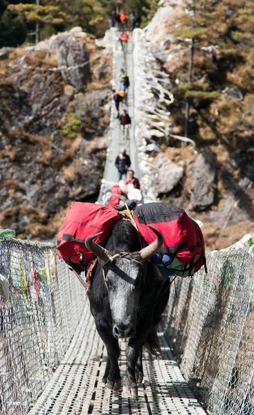 Yaks on hanging suspension bridge — Stock Photo, Image