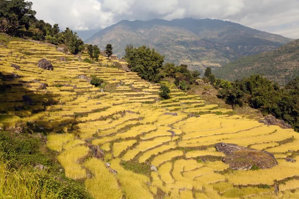 Goldenes Reisfeld in Nepal — Stockfoto