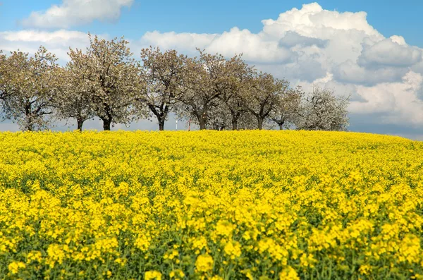 Field of rapeseed with beautiful cloud — Stock Photo, Image