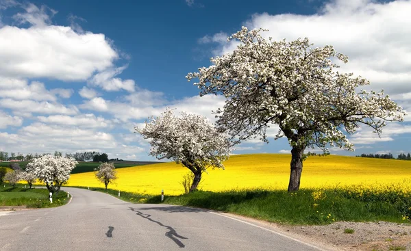 Estrada com beco de macieira e campo de colza — Fotografia de Stock