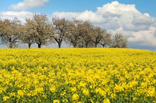 Campo de colza con hermosa nube Fotos de stock libres de derechos