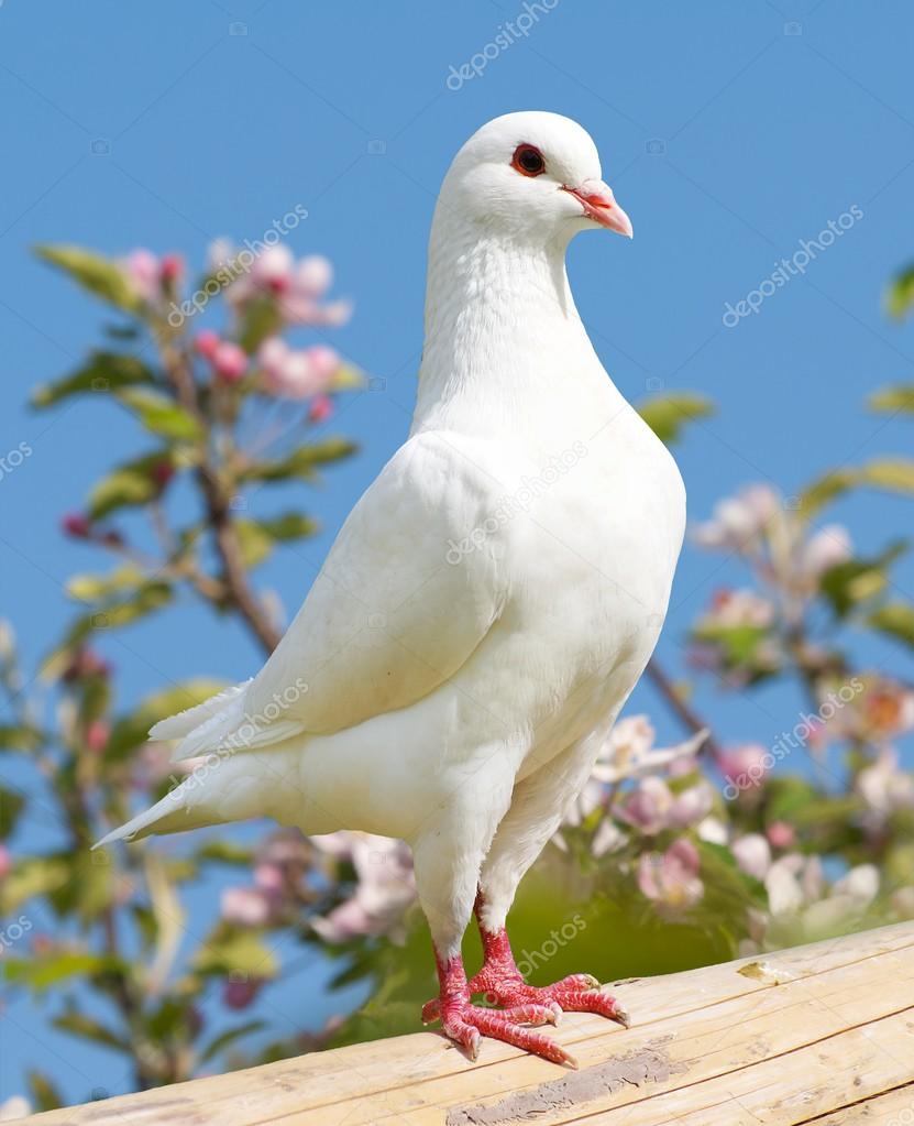 38 847 White Pigeon Stock Photos Images Download White Pigeon Pictures On Depositphotos 38 847 White Pigeon Stock Photos Images Download White Pigeon Pictures On Depositphotos