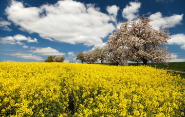 Kolza tohumu elma ağacı ile alan