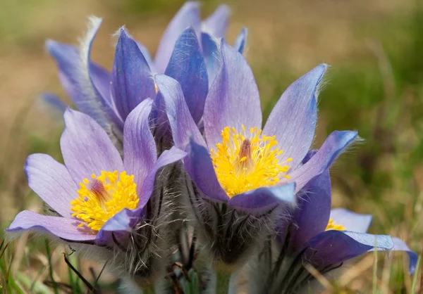 Kwiat pasqueflower — Zdjęcie stockowe