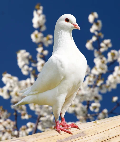 Een witte duif op bloeiende achtergrond — Stockfoto