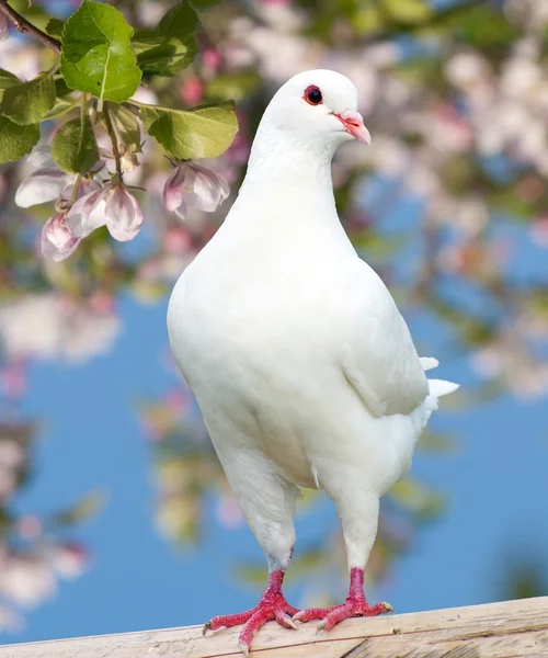 Un piccione bianco su sfondo fiorito — Foto Stock