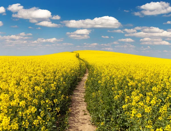 Campo de colza com estrada rural e bela nuvem — Fotografia de Stock