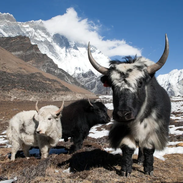 Yaks on the way to Everest base camp and mount Lhotse — Stock Photo, Image