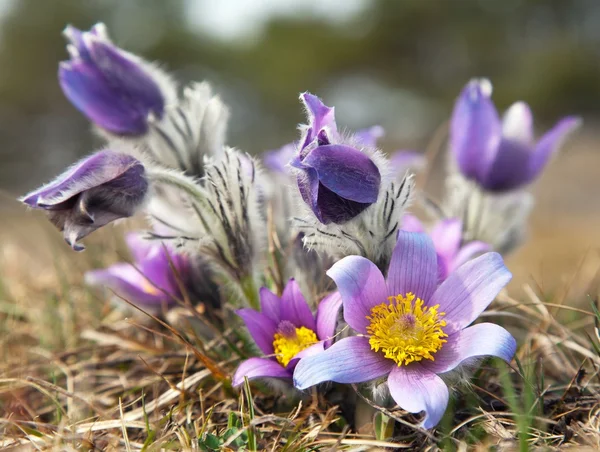 Цветок паскфлора — стоковое фото