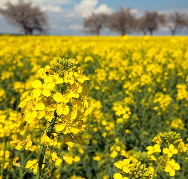 field of rapeseed with beautiful cloud