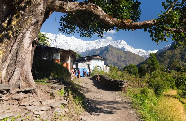 Vida bajo los himalayas - Dhaulagiri himal —  Fotos de Stock