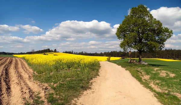 Rural road between fields, rapeseed field and lime tree — Stock Photo, Image