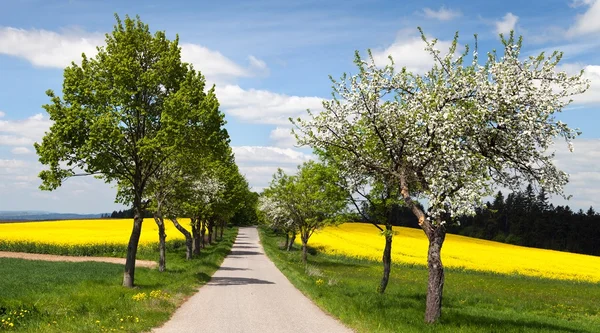 道路、リンゴの木、菜の花のフィールドの路地 — ストック写真