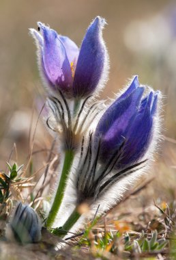 pasqueflower çiçek