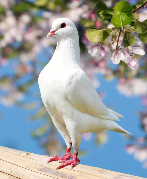 Een witte duif op bloeiende achtergrond — Stockfoto