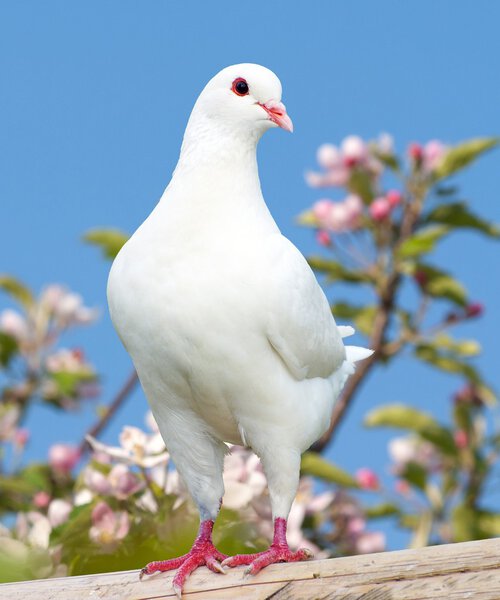 один белый голубь на цветущем фоне
