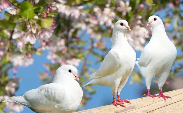 Three white pigeon on flowering background — Stock Photo, Image