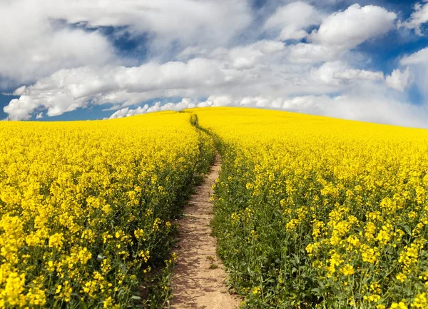 Field of rapeseed with rural road and beautiful cloud — Stock Photo, Image