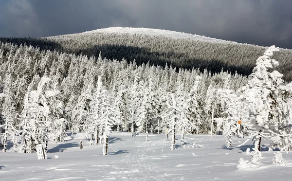 Vista invernal del bosque nevado en la montaña — Foto de Stock