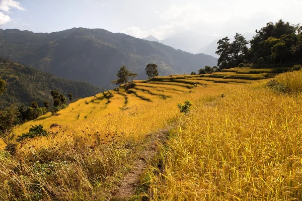 Золотое рисовое поле Непала — стоковое фото