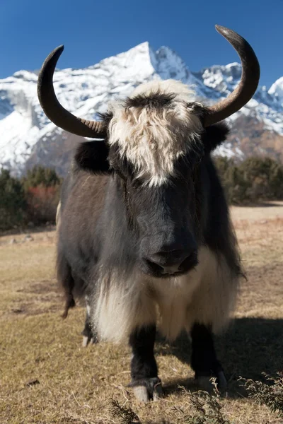 Yaks on the way to Everest base camp - Nepal — Stock Photo, Image