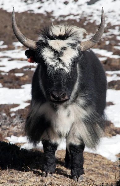 Black and white Yak — Stock Photo, Image