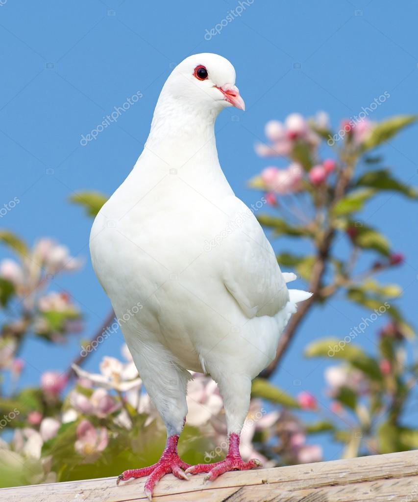 Pombo foto de stock. Imagem de branco, pena, beleza, pombo - 14491924