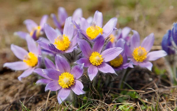 Květ pasqueflower — Stock fotografie