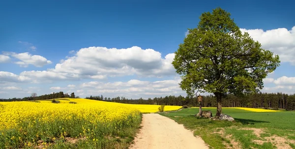 Caminho entre o campo de colza e a árvore de cal com crucifixo — Fotografia de Stock