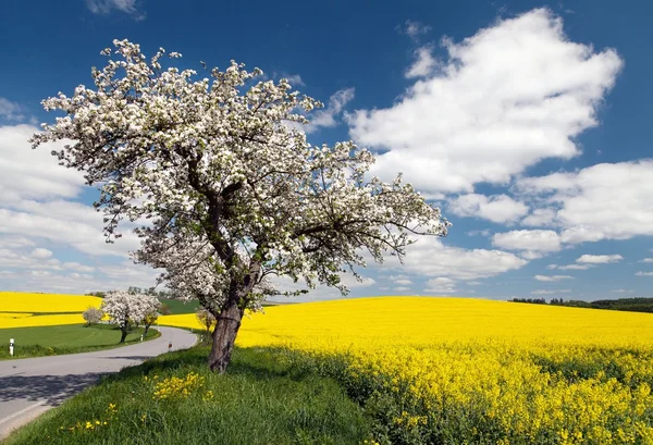Estrada com beco de macieira e campo de colza — Fotografia de Stock