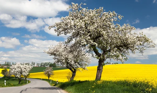 Strada con vicolo di melo e campo di colza — Foto Stock