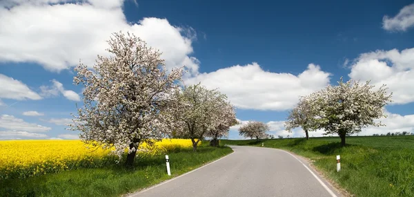 Strada con vicolo di melo e campo di colza — Foto Stock