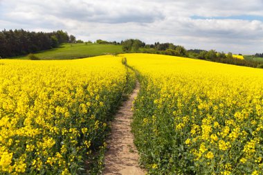 Kolza (brassica napus) kırsal yol ile alan