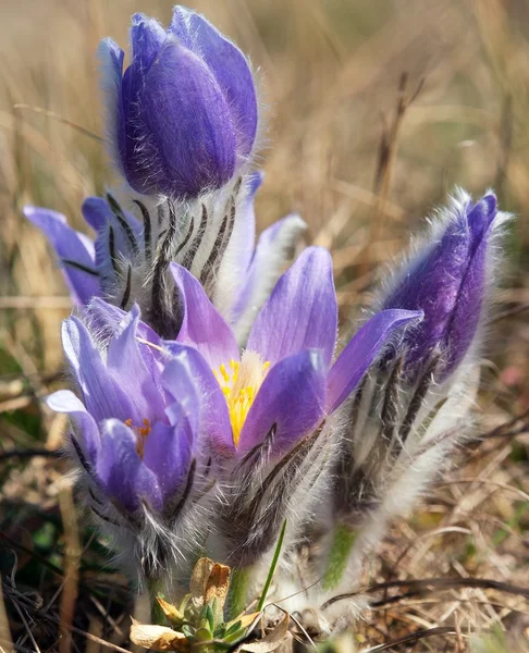 Flor primaveral temprana azul y amarilla de flor pascual —  Fotos de Stock