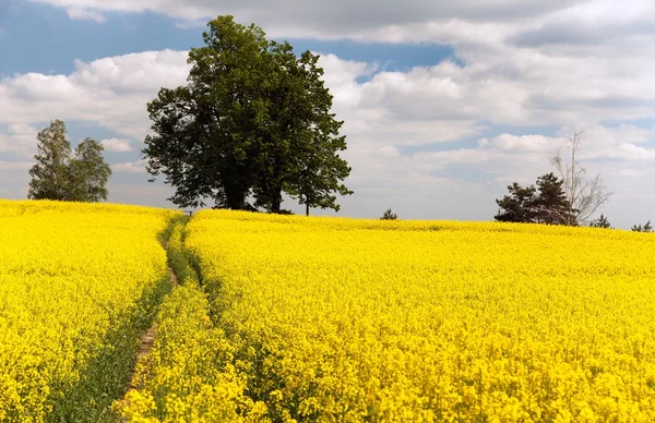 Field of rapeseed - brassica napus — Stock Photo, Image