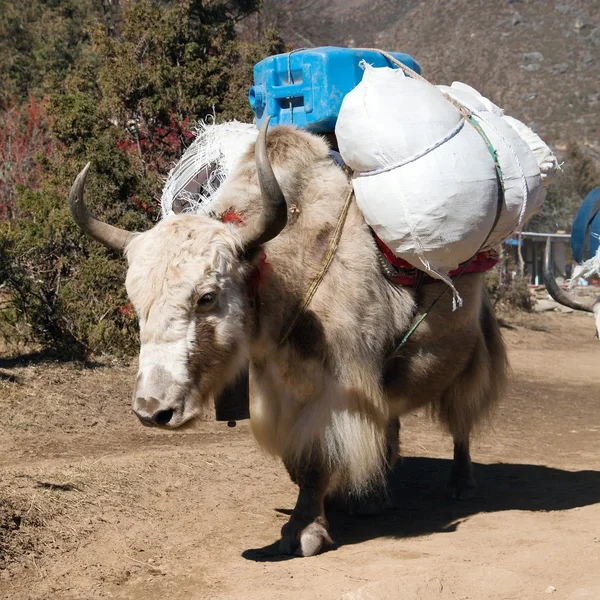 White Yak sulla strada per il campo base dell'Everest — Foto Stock