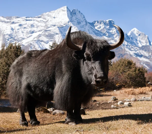 Schwarzer Yak und Mount Kongde — Stockfoto
