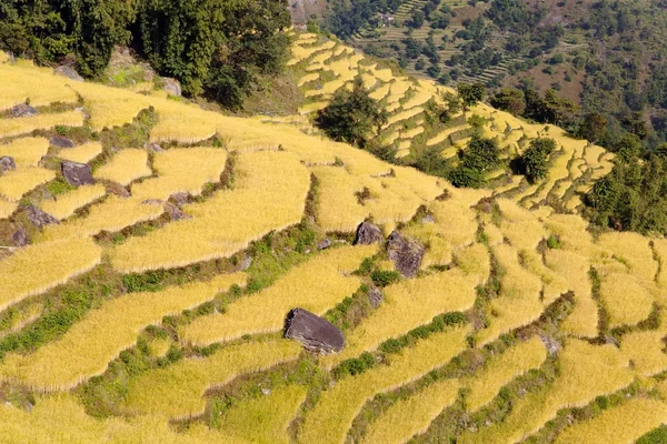 Goldenes Reisfeld in Nepal — Stockfoto