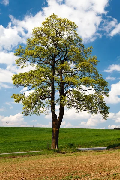 Springtime view of maple tree with field — Stock Photo, Image