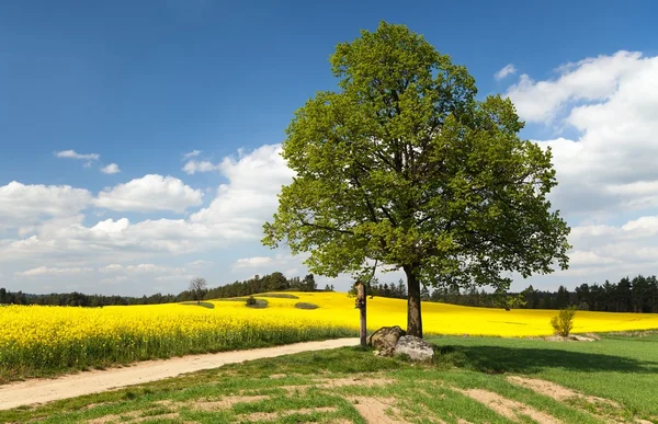 View of way between rapeseed field and lime tree — Stock Photo, Image