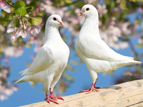 Two white pigeon on flowering background — Stock Photo, Image