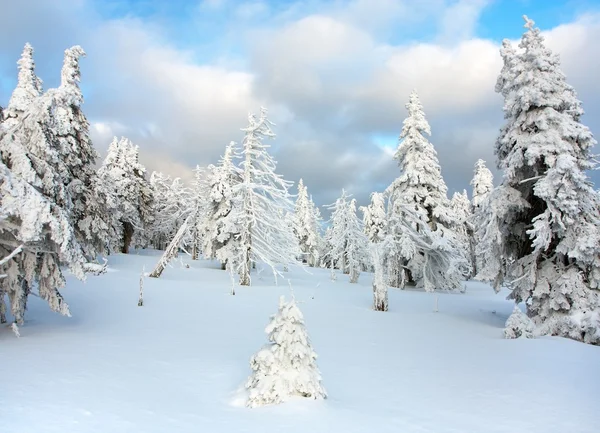 Bela vista invernal de madeira nevada em montanhas — Fotografia de Stock