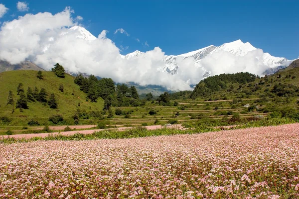 Dhaulagiri himal con campo de trigo sarraceno — Foto de Stock
