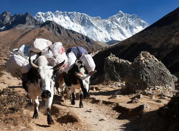 Vit Yak och mount Lhotse - Nepal — Stockfoto