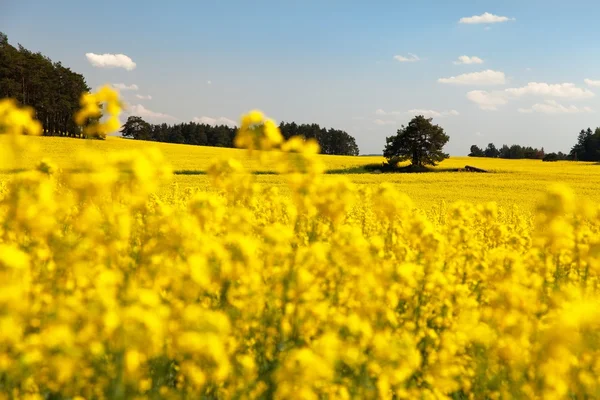 Field of rapeseed - plant for green energy — Stock Photo, Image
